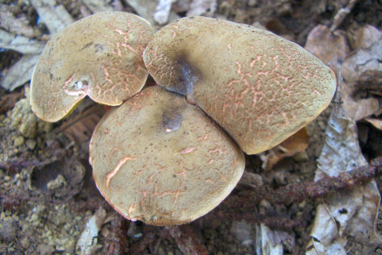 Xerocomus sp